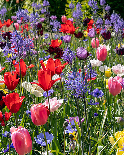 Zmes Bold Colours , 100 ks